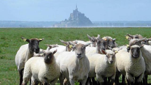 https://espace-ptl.ancv.com/appli/butterfly/data/medias_PA/PHOTOS/426233001001/426233001001xg90Ao1gK9-laoc-pres-sales-du-mont-saint-michel-en-marche.jpg